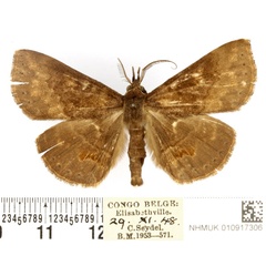 /filer/webapps/moths/media/images/L/lathetica_Deinypena_AM_BMNH.jpg