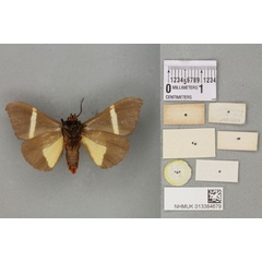 /filer/webapps/moths/media/images/R/rectifascia_Fodinoidea_PTM_BMNH_02b.jpg