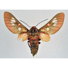 /filer/webapps/moths/media/images/G/guillemei_Balacra_AF_NHMO.jpg