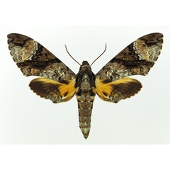 /filer/webapps/moths/media/images/B/brevis_Coelonia_AF_Basquin.jpg