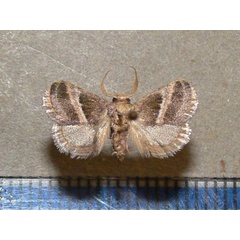 /filer/webapps/moths/media/images/F/fimbriata_Halseyia_A_Goff.jpg