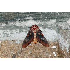 /filer/webapps/moths/media/images/R/rattrayi_Balacra_AF_Voaden_01.jpg