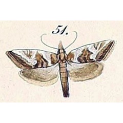 /filer/webapps/moths/media/images/T/trimeni_Cochylis_ST2_Felder_1875_137-51.jpg