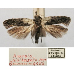 /filer/webapps/moths/media/images/A/albibasella_Anarsia_HT_TMSA.jpg