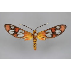 /filer/webapps/moths/media/images/L/leucerythra_Amata_A_BMNH.jpg