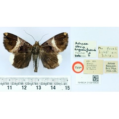/filer/webapps/moths/media/images/A/angustifascia_Achaea_HT_BMNH.jpg
