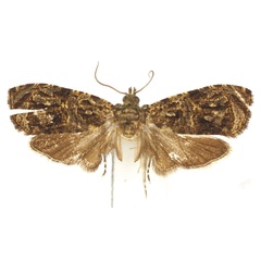 /filer/webapps/moths/media/images/P/pollens_Eccopsis_HT_Bassi.jpg