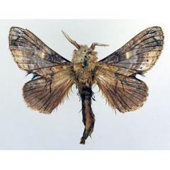 /filer/webapps/moths/media/images/M/malagassy_Odontocheilopteryx_AM_Basquin_02.jpg