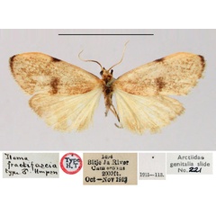 /filer/webapps/moths/media/images/F/fractifascia_Ilema_HT_BMNH.jpg