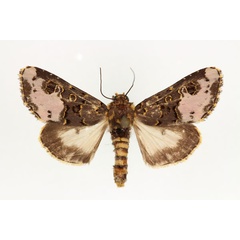 /filer/webapps/moths/media/images/F/florifera_Polytelodes_AF_RMCA.jpg