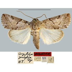/filer/webapps/moths/media/images/G/griseoplaga_Bryophilopsis_HT_MNHN.jpg