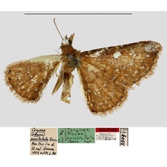 /filer/webapps/moths/media/images/P/punctulata_Cerynea_HT_MNHN.jpg