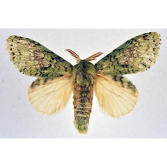 /filer/webapps/moths/media/images/G/graminosa_Desmeocraera_AM_NHMO.jpg