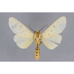 /filer/webapps/moths/media/images/C/cellularis_Madagascarctia_AM_BMNH.jpg