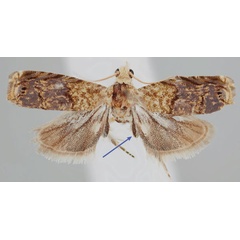 /filer/webapps/moths/media/images/C/chlorobathra_Eucosmocydia_AM_NMK.jpg