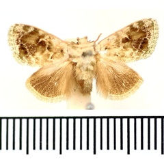 /filer/webapps/moths/media/images/V/viridana_Narosa_AF_BMNH.jpg