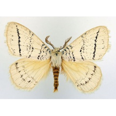 /filer/webapps/moths/media/images/P/punctulata_Phiala_AM_Basquin_02.jpg