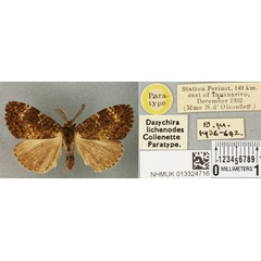 /filer/webapps/moths/media/images/L/lichenodes_Dasychira_PTM_BMNHa.jpg