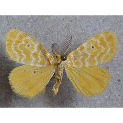 /filer/webapps/moths/media/images/F/fulvicolora_Leptaroa_A_Butler.jpg