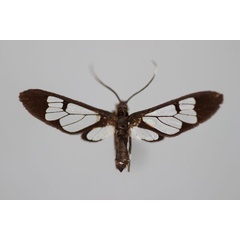 /filer/webapps/moths/media/images/V/veronica_Vitronaclia_HT_BMNH.jpg
