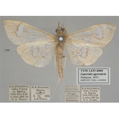 /filer/webapps/moths/media/images/A/argyrosticta_Lepyrodes_ST_OUMNH_03.jpg