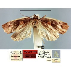 /filer/webapps/moths/media/images/R/rosacea_Borboniella_HT_MNHN.jpg