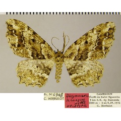 /filer/webapps/moths/media/images/K/kruegeri_Dasymacaria_HT_ZSMa.jpg