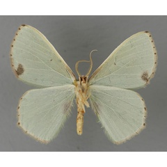 /filer/webapps/moths/media/images/A/aenospila_Lophorrhachia_A_ZSM_02.jpg