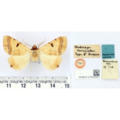 /filer/webapps/moths/media/images/C/carnicolor_Chalciope_HT_BMNH.jpg