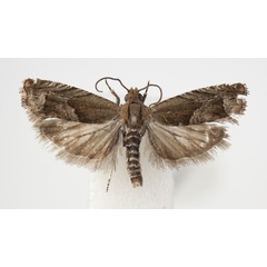 /filer/webapps/moths/media/images/P/prolixa_Eucosmocydia_A_BMNH.jpg