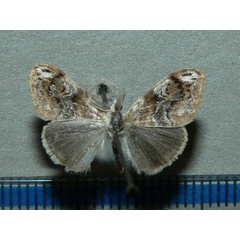 /filer/webapps/moths/media/images/M/mixta_Bracharoa_AM_Goff.jpg