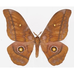 /filer/webapps/moths/media/images/A/anthinoides_Gonimbrasia_AM_Basquin.jpg