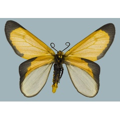 /filer/webapps/moths/media/images/M/moi_Zerenopsis_AM_Staude_02.jpg