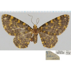 /filer/webapps/moths/media/images/F/flaviornata_Chloroclystis_AF_BMNH.jpg