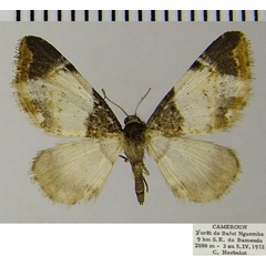/filer/webapps/moths/media/images/S/steeleae_Eupithecia_AF_ZSM_01.jpg