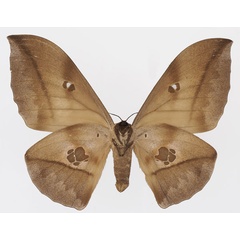 /filer/webapps/moths/media/images/P/phaedusa_Lobobunaea_AM_Basquin_01b.jpg