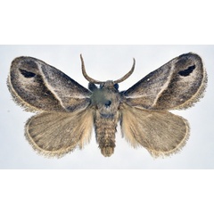 /filer/webapps/moths/media/images/I/iphia_Deltoptera_AM_NHMO.jpg