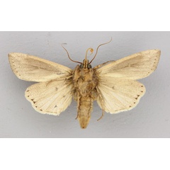 /filer/webapps/moths/media/images/P/ptyonophora_Leucania_A_RMCA_02.jpg