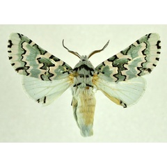 /filer/webapps/moths/media/images/E/esmeralda_Hampsonita_AM_NHMO.jpg