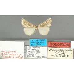 /filer/webapps/moths/media/images/S/stramineata_Argyrophora_HT_TMSA.jpg
