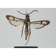 /filer/webapps/moths/media/images/T/tricinctus_Tipulamima_AM_MNHN.jpg