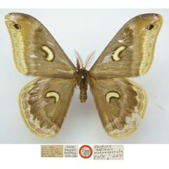 /filer/webapps/moths/media/images/M/marginimacula_Epiphora_HT_NHMUKa.jpg