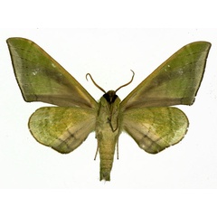 /filer/webapps/moths/media/images/V/virescens_Chloroclanis_AM_Basquin_02.jpg