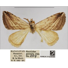 /filer/webapps/moths/media/images/R/ragusanoides_Eublemma_AM_NHMUK.jpg