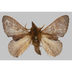 /filer/webapps/moths/media/images/N/nicolasroberteaton_Rhynchobombyx_HT_USTTB.jpg