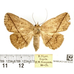 /filer/webapps/moths/media/images/T/taeniata_Ugia_AF_BMNH.jpg