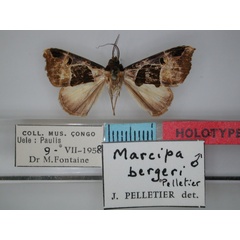 /filer/webapps/moths/media/images/B/bergeri_Marcipa_HT_RMCA_01.jpg