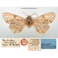 /filer/webapps/moths/media/images/O/occidens_Thalatha_HT_BMNH.jpg