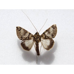 /filer/webapps/moths/media/images/R/rectilinea_Gigantoceras_A_Goff_02.jpg