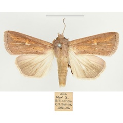 /filer/webapps/moths/media/images/L/laevusta_Mythimna_AM_BMNH.jpg